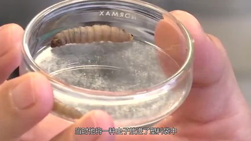 專家發(fā)現(xiàn)環(huán)境救星 吃塑膠蟲,百只12小時(shí)啃光一個(gè)塑膠袋